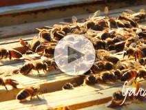 Apicoltur Gardin Le api alla fine dell'inverno