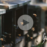 Un fiume d'api dell'apicoltura Gardin