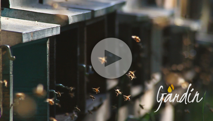 Un fiume d'api dell'apicoltura Gardin