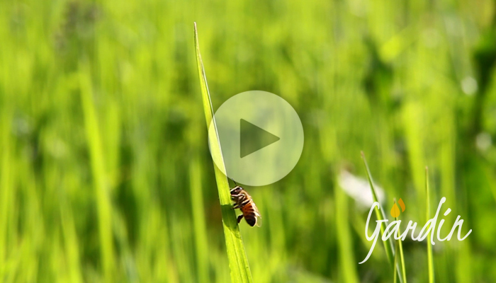 Cosa mangiano le api - Apicoltura Gardin