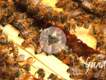 miele di castagno - Apicoltura biologica Gardin
