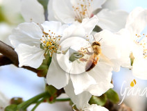 api e fiori Apicoltura Gardin