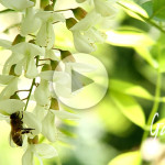 Apicoltura Gardin - ape che raccoglie nettare e polline