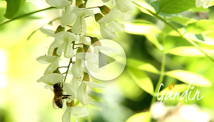 Apicoltura Gardin - ape che raccoglie nettare e polline