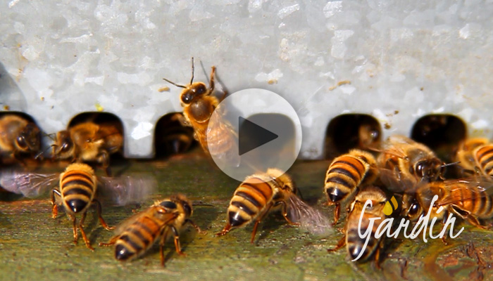 Come le api anziane aiutano le giovani bottinatrici