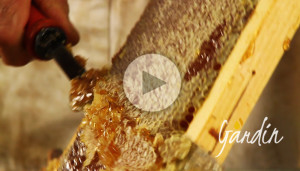 Smielatura del miele di melata - Apicoltura Gardin