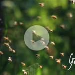Quante bottinatrici impiega una colonia d'api - Apicoltura Gardin