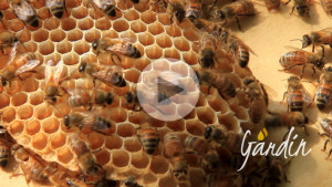 Le api muratrici - Apicoltura Gardin