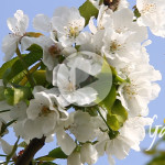 Le api sul ciliegio, impollinazione - Apicoltura Gardin