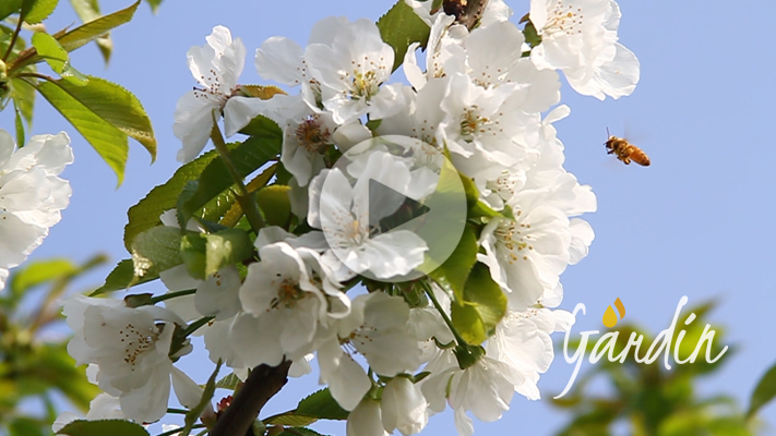 Le api sul ciliegio, impollinazione - Apicoltura Gardin