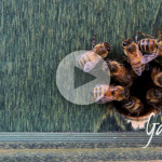 Una nuva stagione di fiori per le api - Apicoltura Gardin