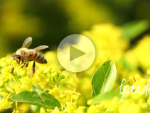 Le api scrivono "vuoto" - Apicoltura Gardin