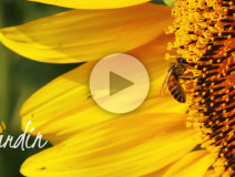 Le nostre api sui girasoli - Apicoltura Gardin