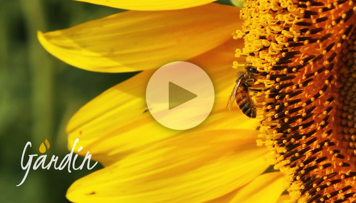 Le nostre api sui girasoli - Apicoltura Gardin