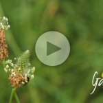 Micro api selvatiche- Apicoltura Gardin