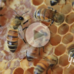 Come fanno le api a conservare il miele - Apicoltura Gardin