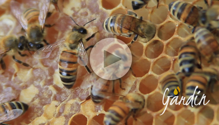 Come fanno le api a conservare il miele - Apicoltura Gardin