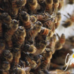Apicoltura Gardin: Come fanno le api a difendersi dal freddo?