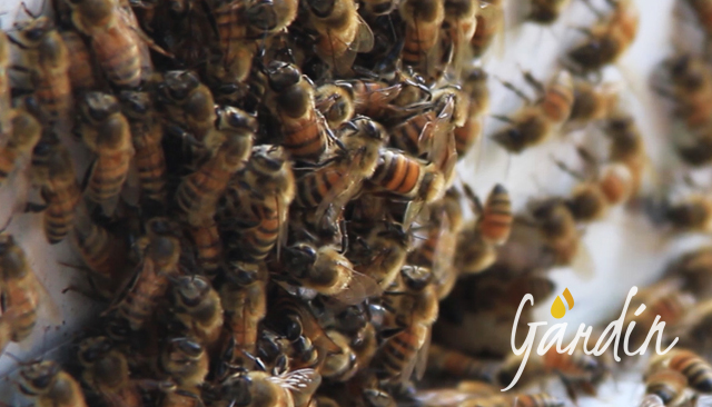Il glomere: come fanno le api a difendersi dal freddo?