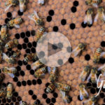 La nursery delle api - le api nutrici
