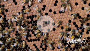 La nursery delle api - le api nutrici