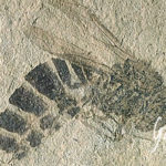 fossile di ape