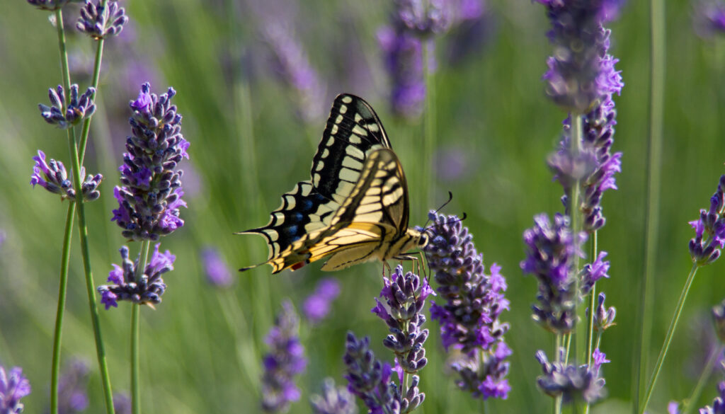 Biodiversità Apicoltura Gardin