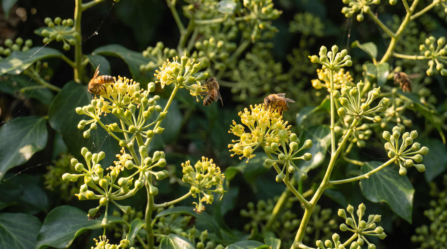 Api sui fiori d’edera durante la fioritura autunnale