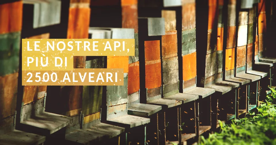 apicoltura gardin 2500 alveari